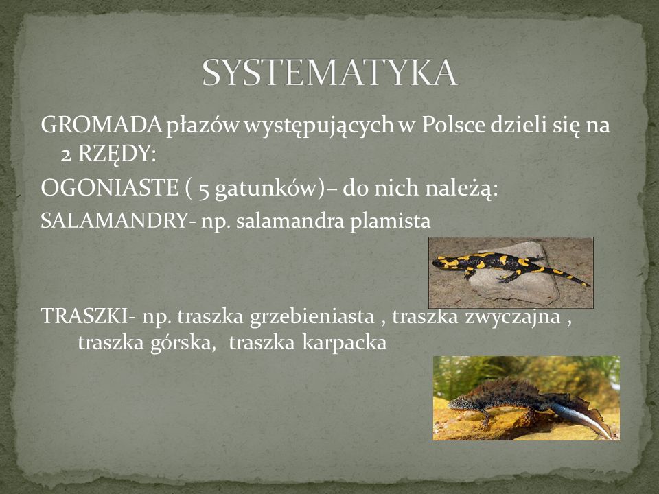 SYSTEMATYKA GROMADA płazów występujących w Polsce dzieli się na 2 RZĘDY: OGONIASTE ( 5 gatunków)– do nich należą: