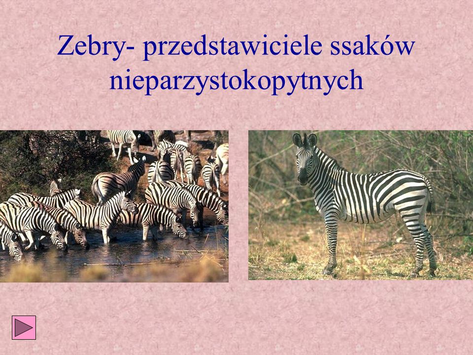 Zebry- przedstawiciele ssaków nieparzystokopytnych