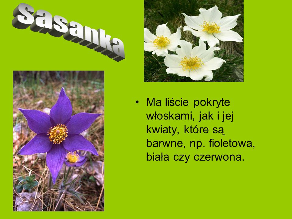 sasanka Ma liście pokryte włoskami, jak i jej kwiaty, które są barwne, np.