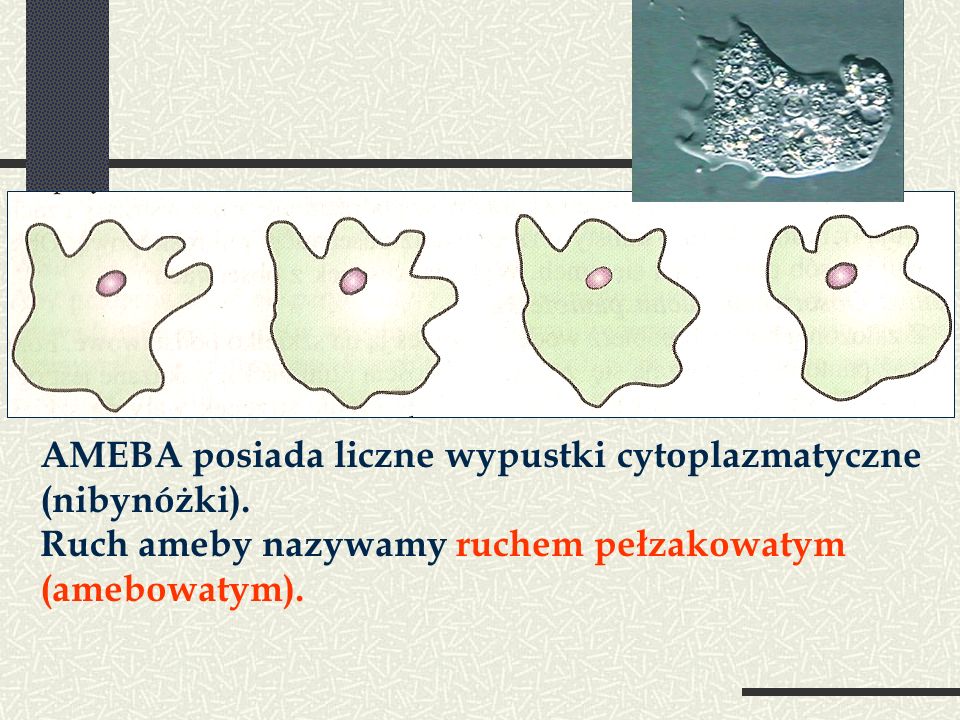 AMEBA posiada liczne wypustki cytoplazmatyczne (nibynóżki).