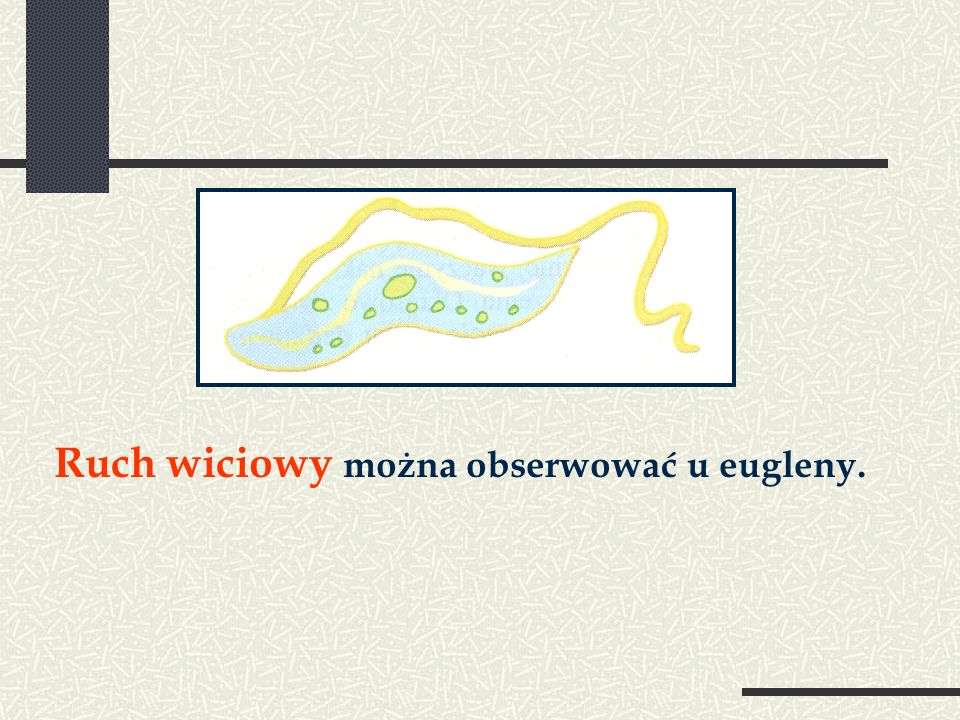 Ruch wiciowy można obserwować u eugleny.