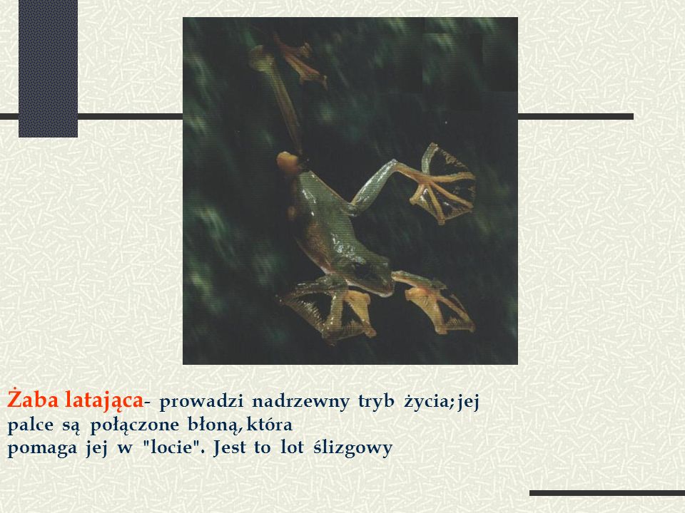 Żaba latająca- prowadzi nadrzewny tryb życia; jej palce są połączone błoną, która pomaga jej w locie . Jest to lot ślizgowy