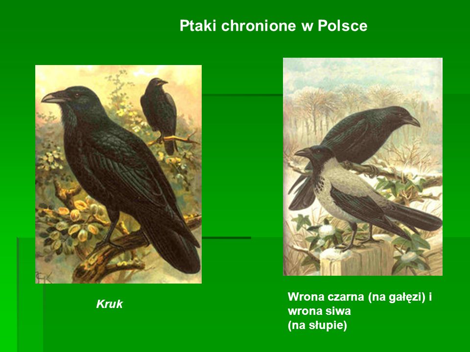 Ptaki chronione w Polsce