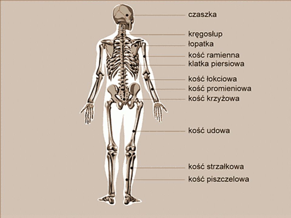 Szkielet: Szkielet człowieka można podzielić na dwie części: