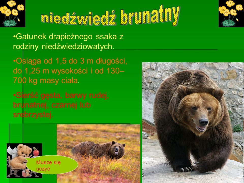 niedźwiedź brunatny Gatunek drapieżnego ssaka z rodziny niedźwiedziowatych.
