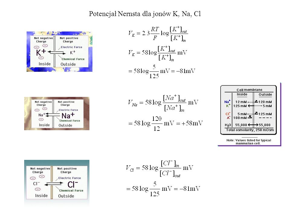 Potencjał Nernsta dla jonów K, Na, Cl