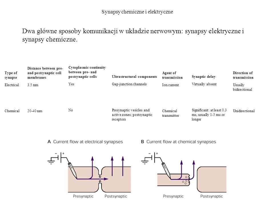 Synapsy chemiczne i elektryczne