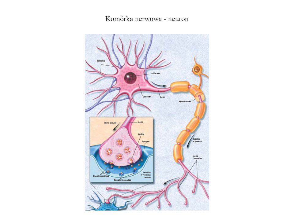 Komórka nerwowa - neuron