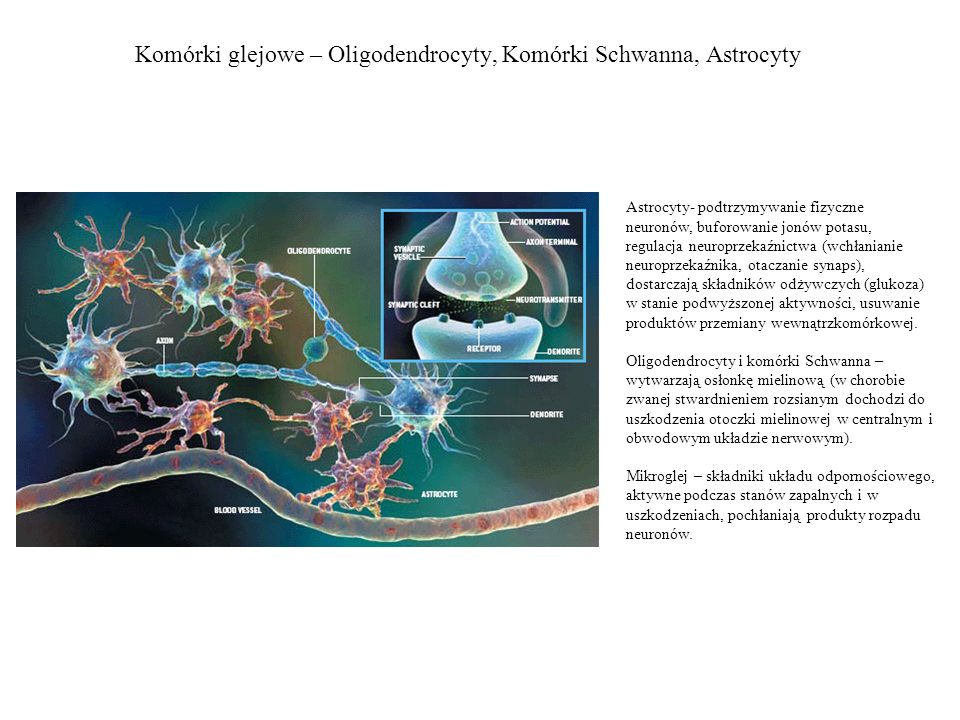 Komórki glejowe – Oligodendrocyty, Komórki Schwanna, Astrocyty