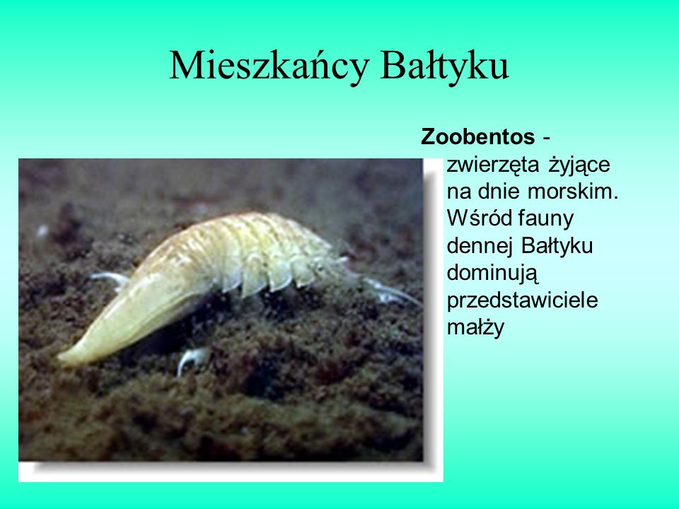 Mieszkańcy Bałtyku Zoobentos - zwierzęta żyjące na dnie morskim.