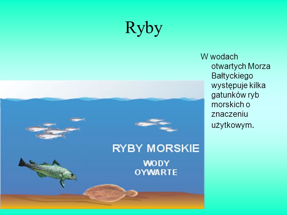 Ryby W wodach otwartych Morza Bałtyckiego występuje kilka gatunków ryb morskich o znaczeniu użytkowym.