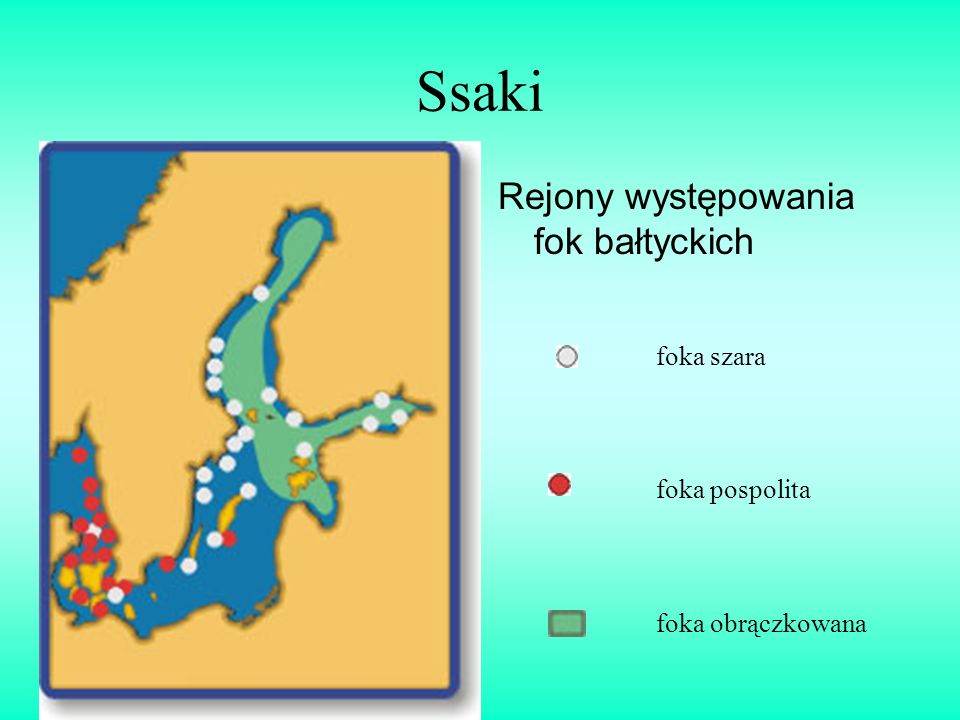 Ssaki Rejony występowania fok bałtyckich foka szara foka pospolita