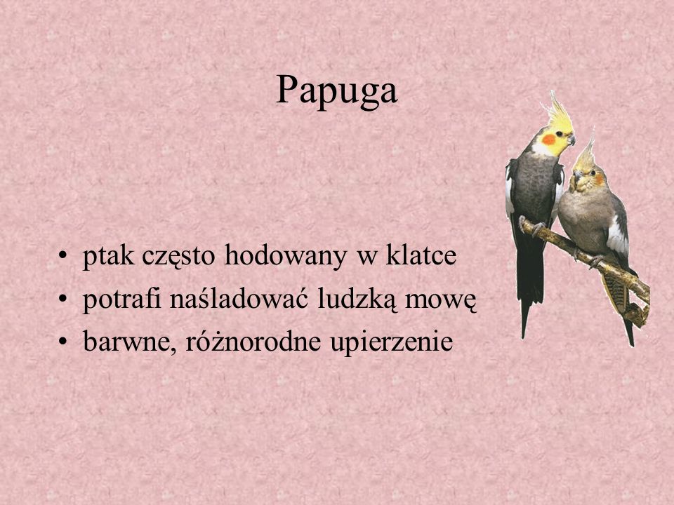 Papuga ptak często hodowany w klatce potrafi naśladować ludzką mowę