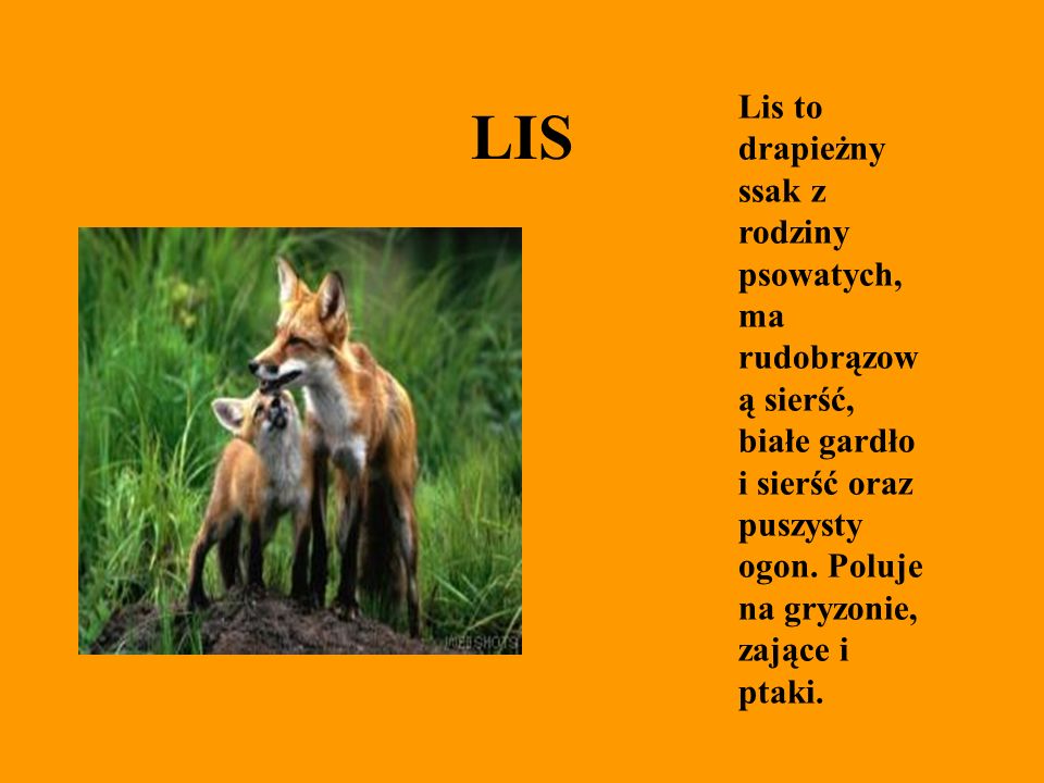 LIS Lis to drapieżny ssak z rodziny psowatych, ma rudobrązową sierść, białe gardło i sierść oraz puszysty ogon.
