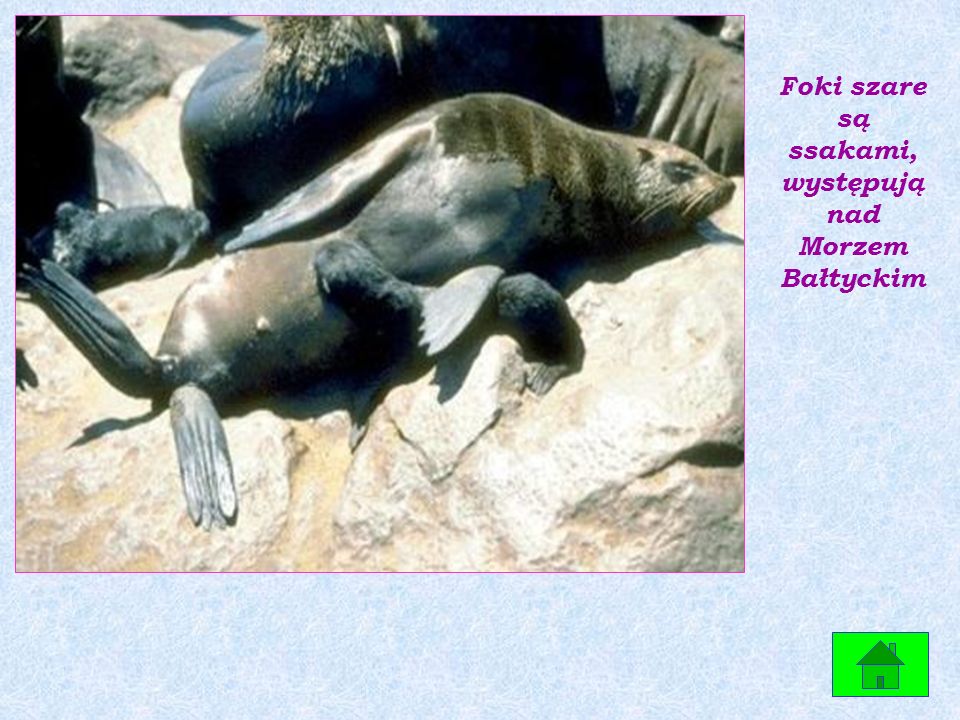 Foki szare są ssakami, występują nad Morzem Bałtyckim