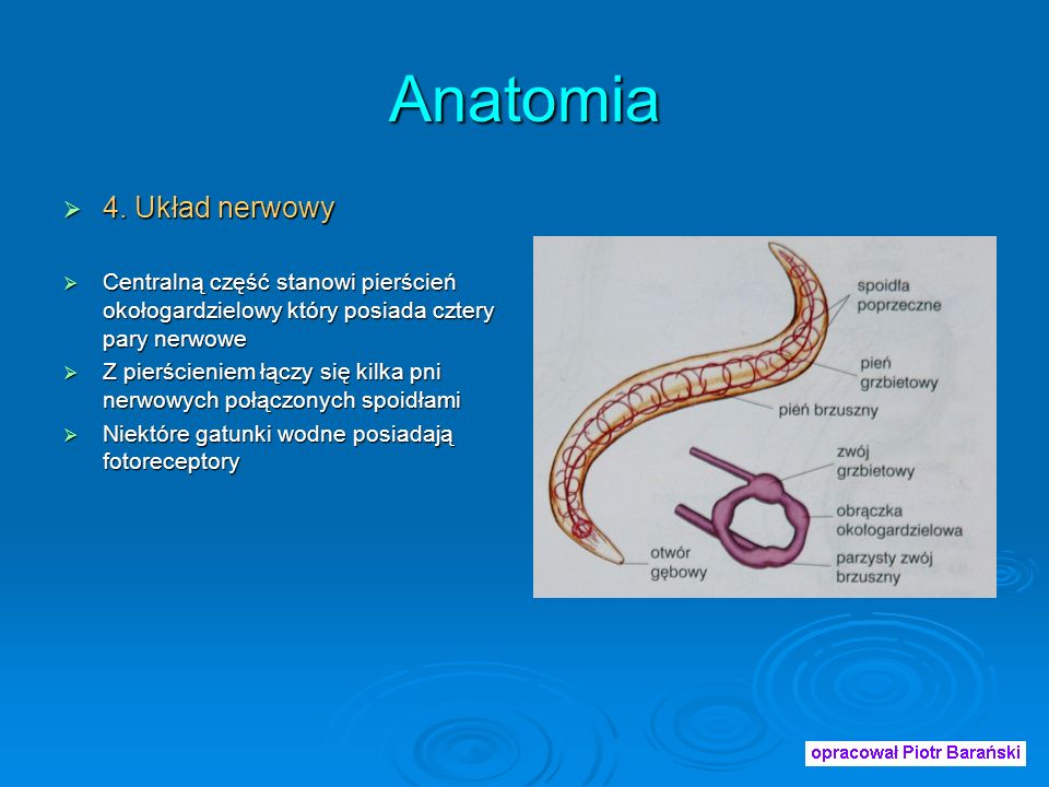 Anatomia 4. Układ nerwowy