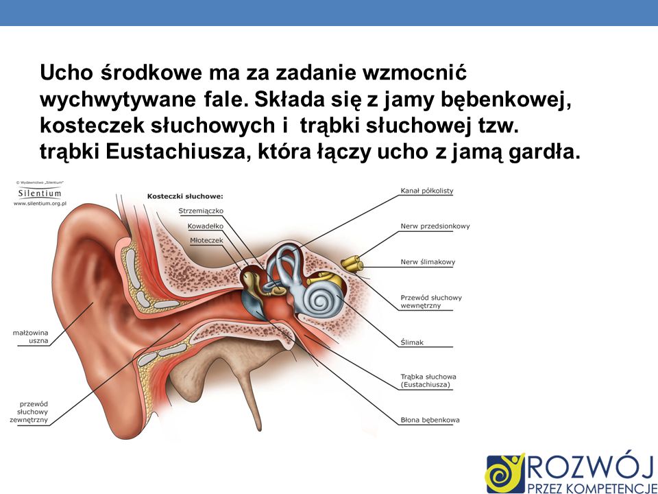 Ucho środkowe ma za zadanie wzmocnić wychwytywane fale