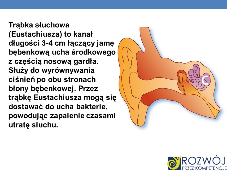 Trąbka słuchowa (Eustachiusza) to kanał długości 3-4 cm łączący jamę bębenkową ucha środkowego z częścią nosową gardła.