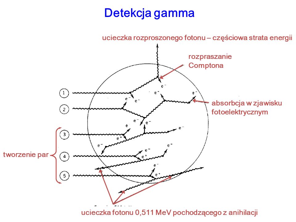 Detekcja gamma ucieczka rozproszonego fotonu – częściowa strata energii. rozpraszanie Comptona. absorbcja w zjawisku fotoelektrycznym.