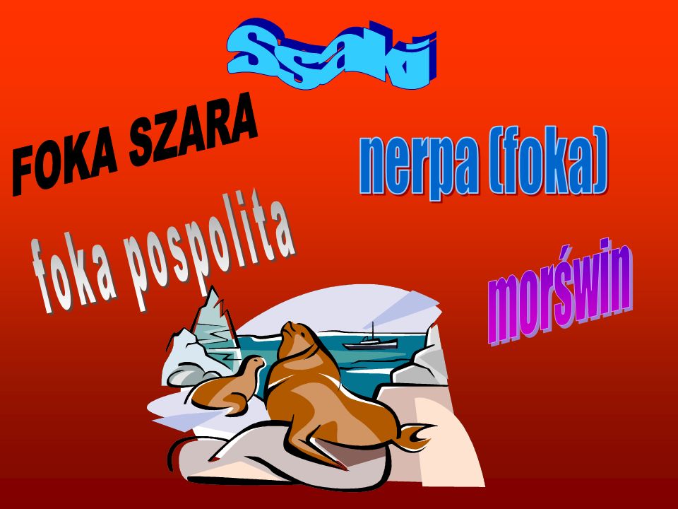 Ssaki FOKA SZARA nerpa (foka) foka pospolita morświn