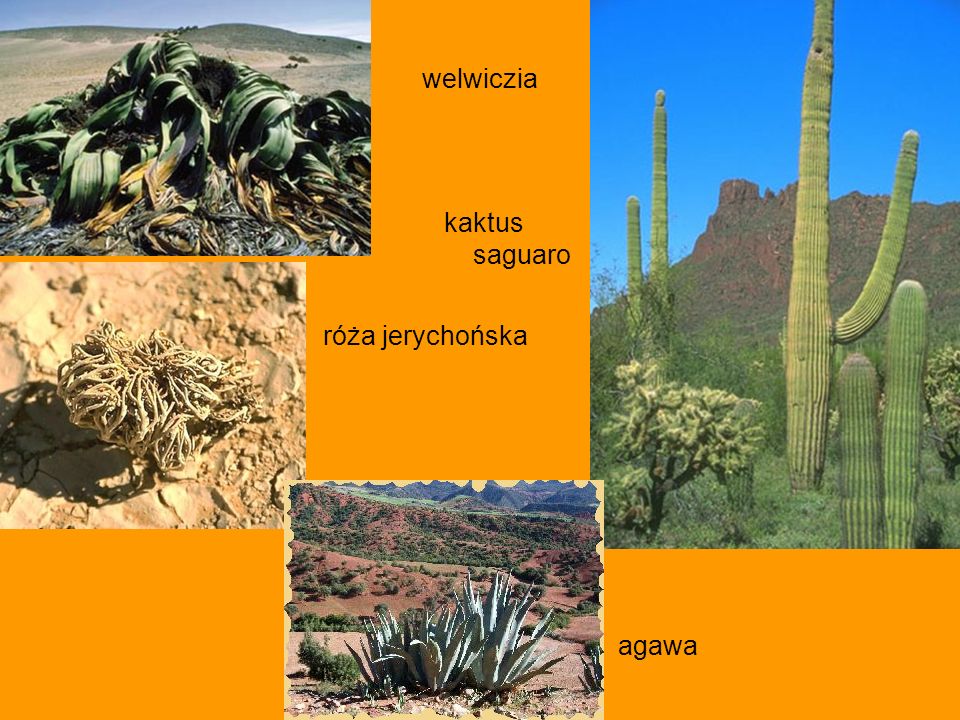 welwiczia kaktus saguaro róża jerychońska agawa