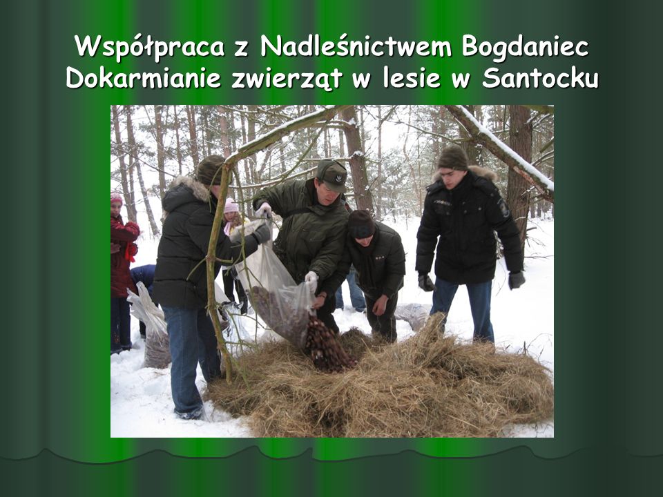 Współpraca z Nadleśnictwem Bogdaniec Dokarmianie zwierząt w lesie w Santocku