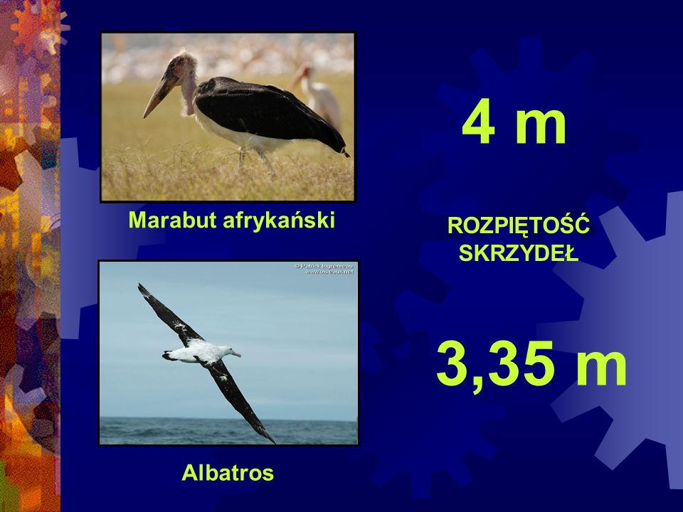 4 m Marabut afrykański ROZPIĘTOŚĆ SKRZYDEŁ 3,35 m Albatros