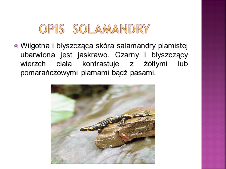 opis solamandry