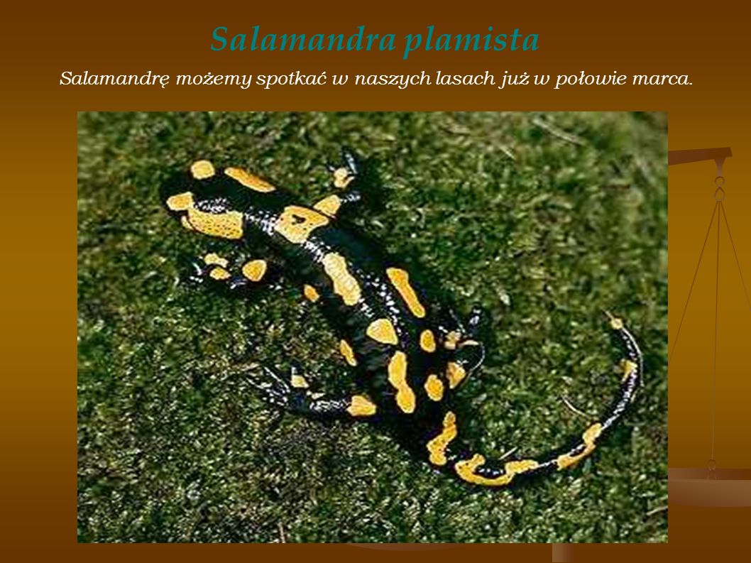 Salamandrę możemy spotkać w naszych lasach już w połowie marca.