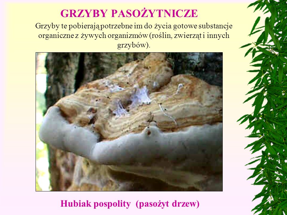 GRZYBY PASOŻYTNICZE Hubiak pospolity (pasożyt drzew)