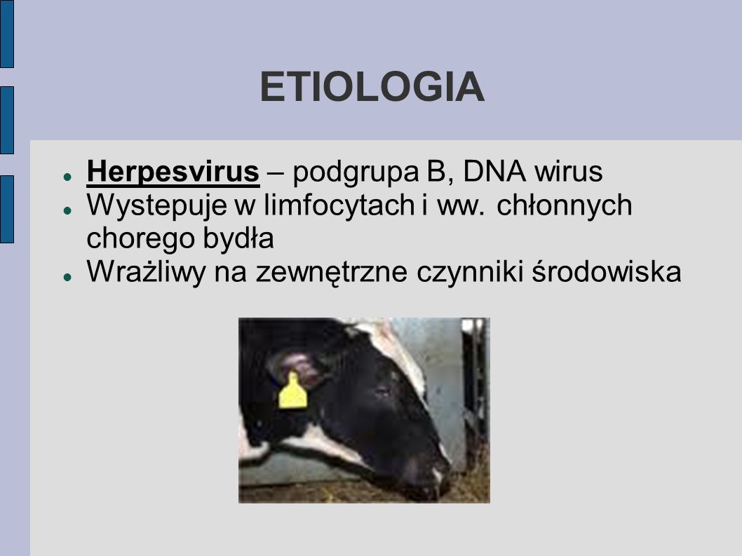 ETIOLOGIA Herpesvirus – podgrupa B, DNA wirus