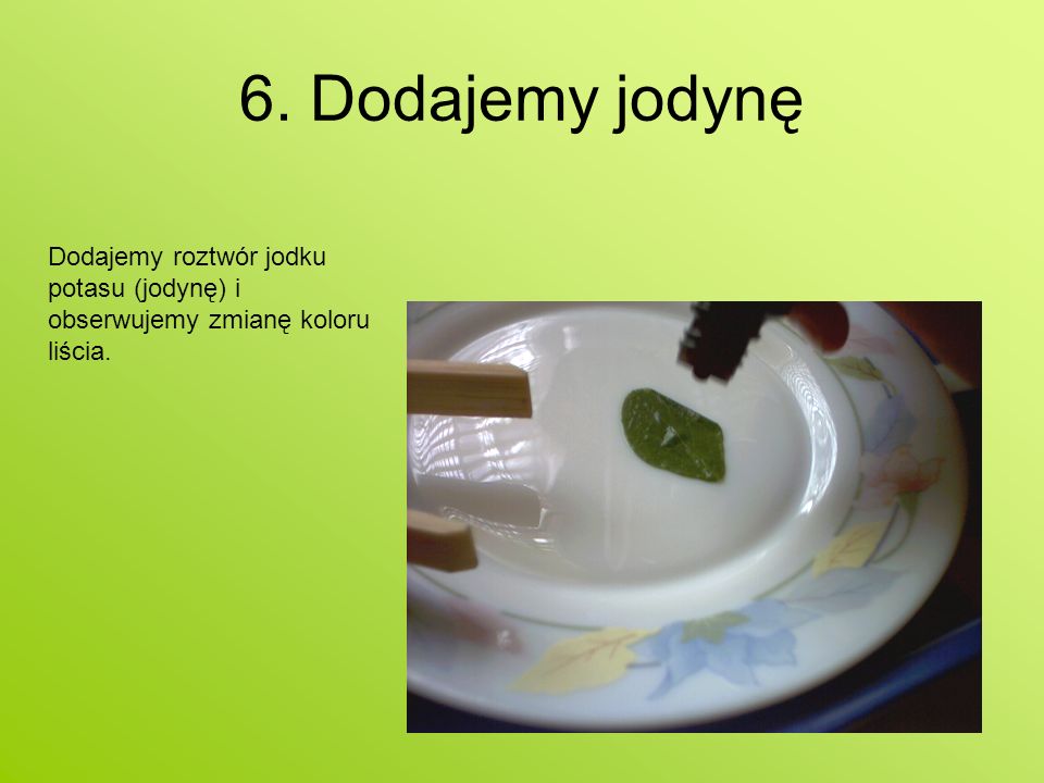 6. Dodajemy jodynę Dodajemy roztwór jodku potasu (jodynę) i obserwujemy zmianę koloru liścia.