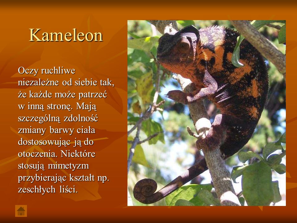 Kameleon