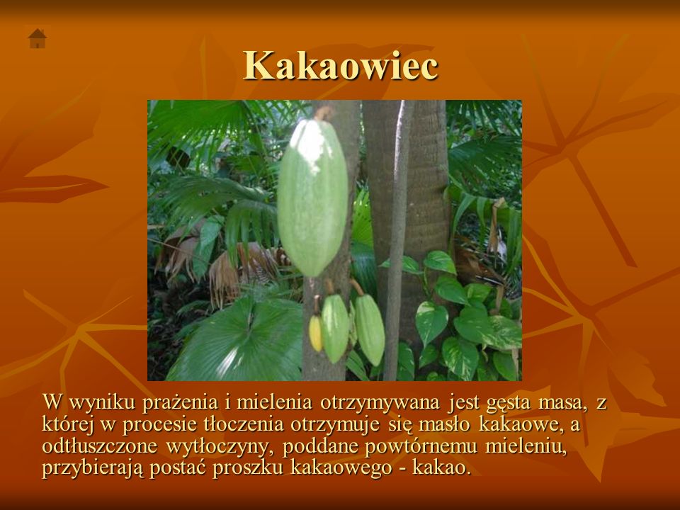 Kakaowiec