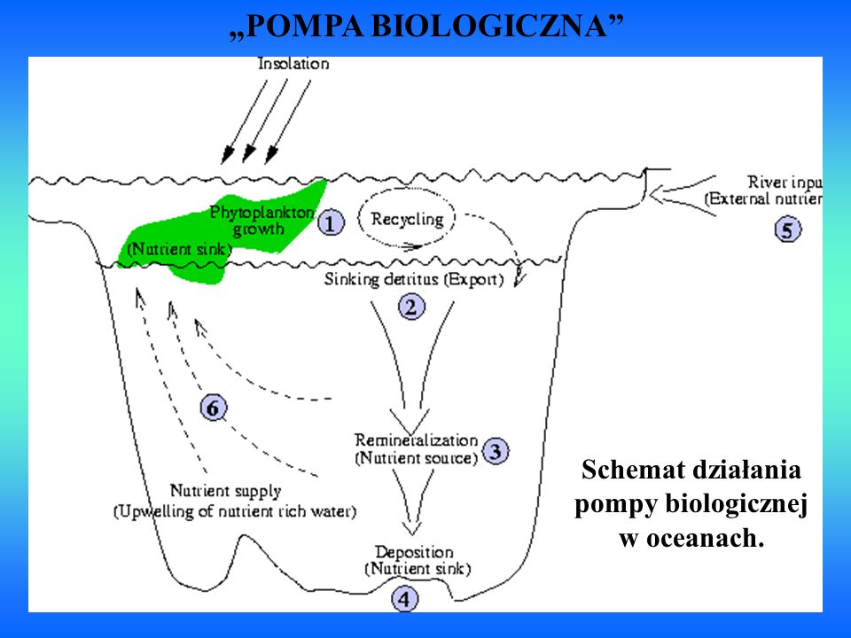 Schemat działania pompy biologicznej w oceanach.