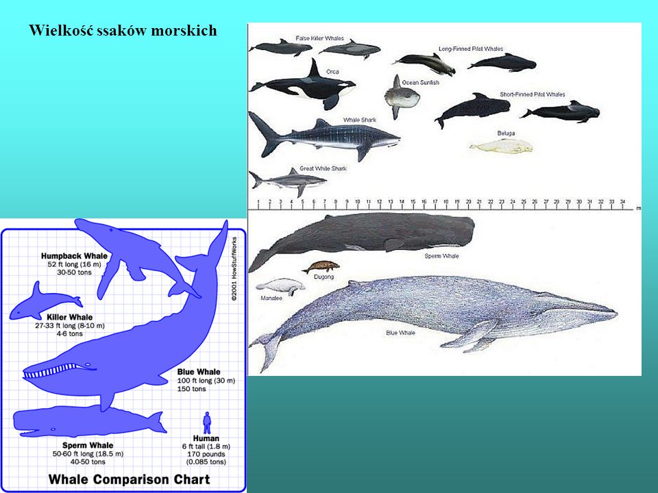 Wielkość ssaków morskich