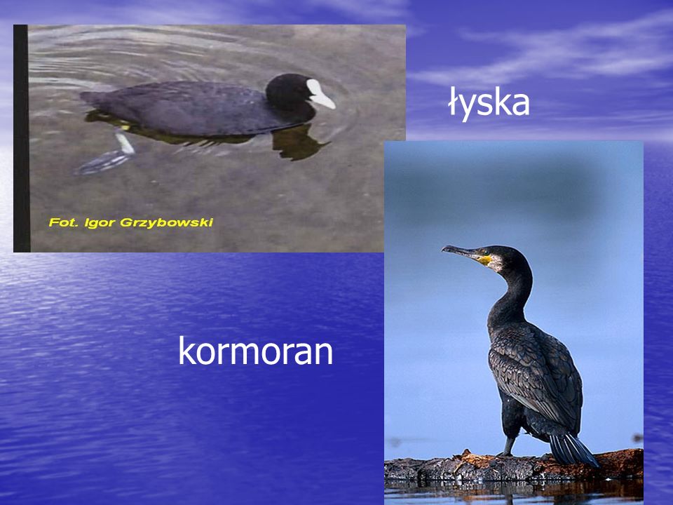 łyska kormoran