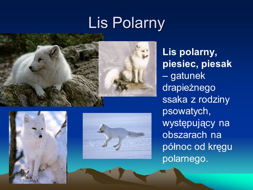 Lis Polarny Lis polarny, piesiec, piesak – gatunek drapieżnego ssaka z rodziny psowatych, występujący na obszarach na północ od kręgu polarnego.