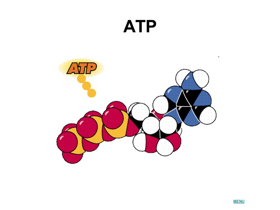 ATP MENU