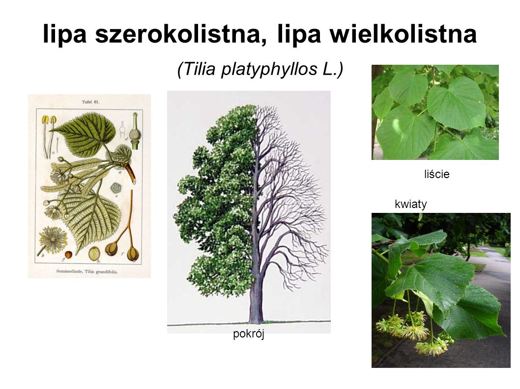 lipa szerokolistna, lipa wielkolistna (Tilia platyphyllos L.)
