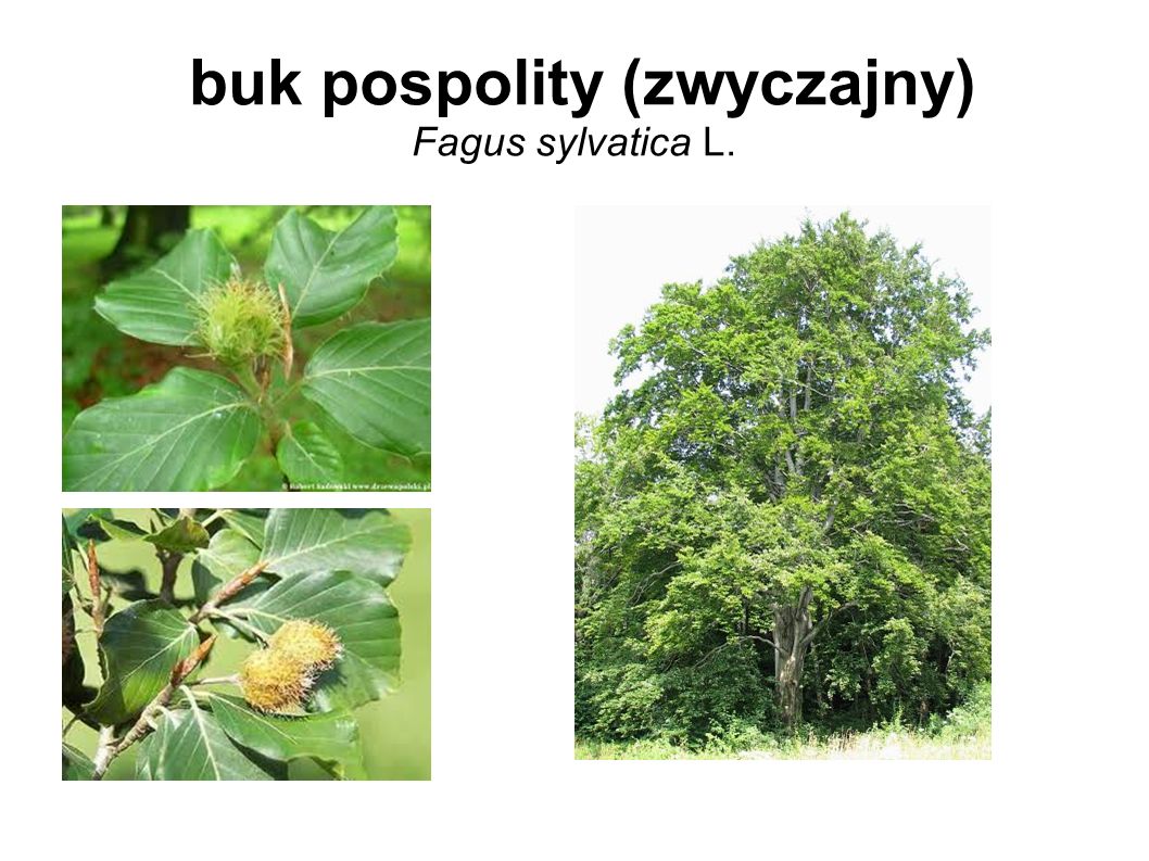 buk pospolity (zwyczajny) Fagus sylvatica L.
