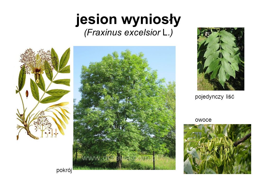 jesion wyniosły (Fraxinus excelsior L.)