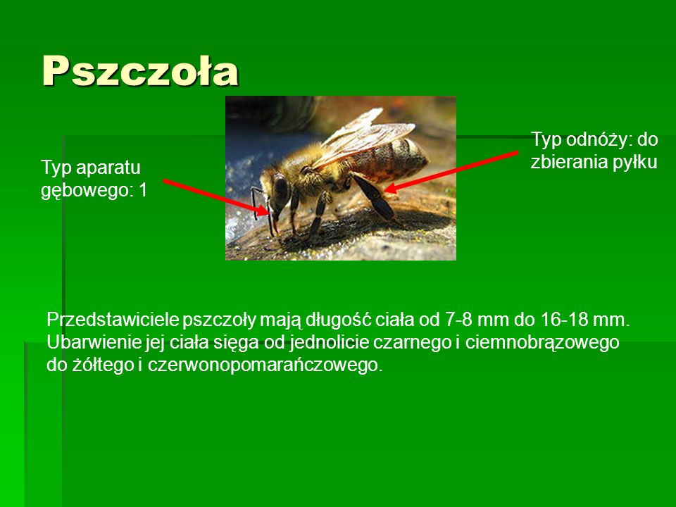Pszczoła Typ odnóży: do zbierania pyłku Typ aparatu gębowego: 1