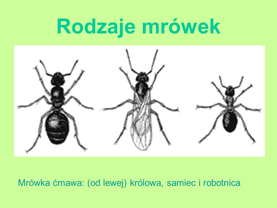 Rodzaje mrówek Mrówka ćmawa: (od lewej) królowa, samiec i robotnica