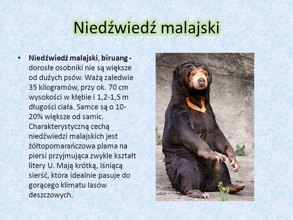 Niedźwiedź malajski