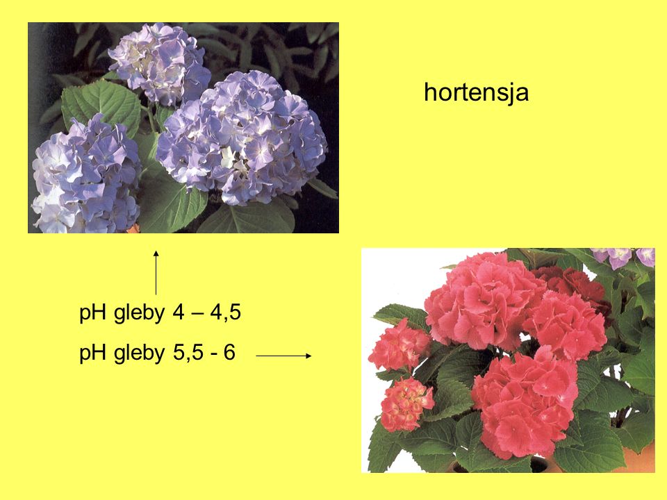 hortensja pH gleby 4 – 4,5 pH gleby 5,5 - 6