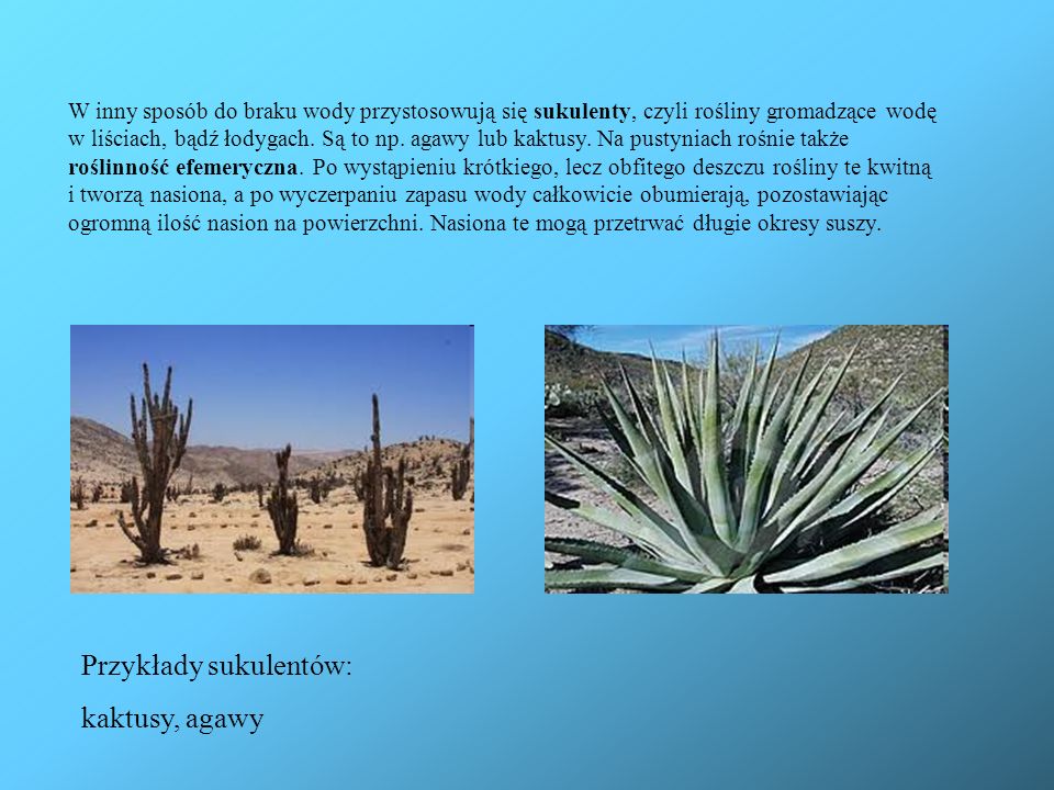 Przykłady sukulentów: kaktusy, agawy