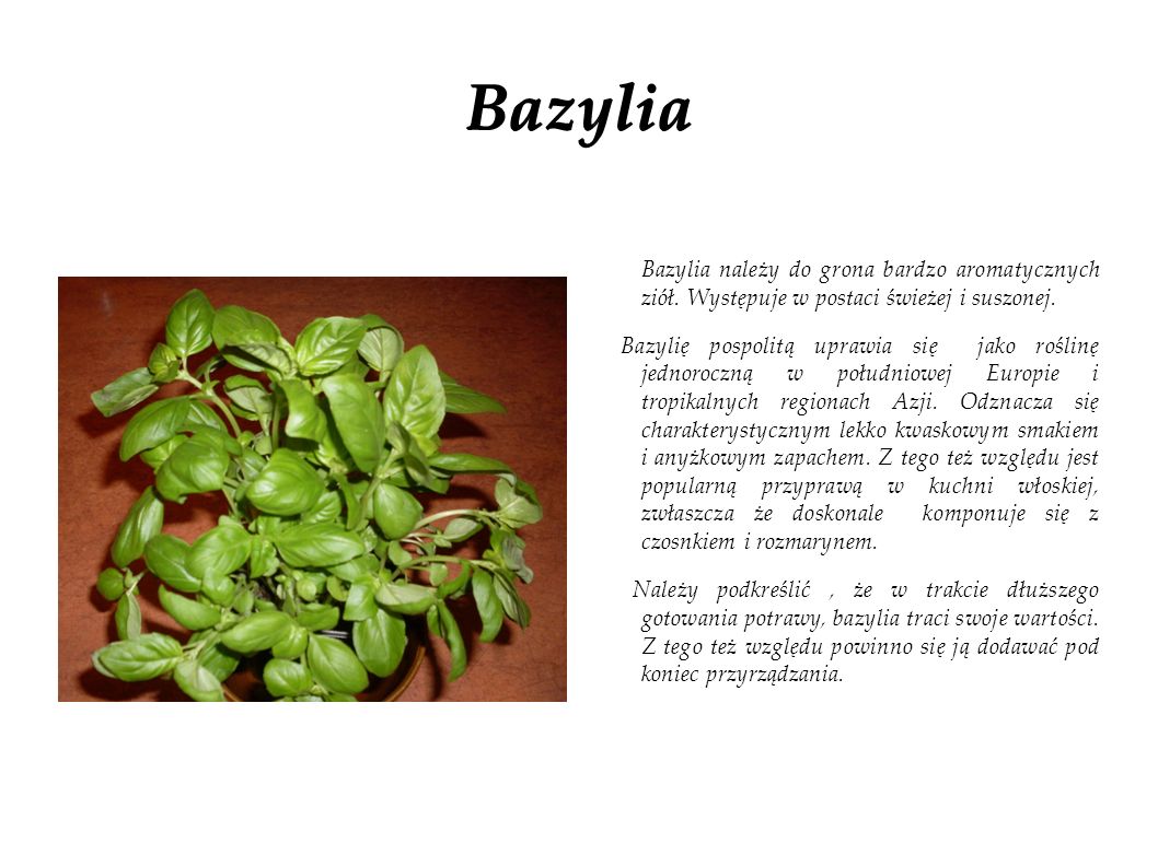 Bazylia Bazylia należy do grona bardzo aromatycznych ziół. Występuje w postaci świeżej i suszonej.