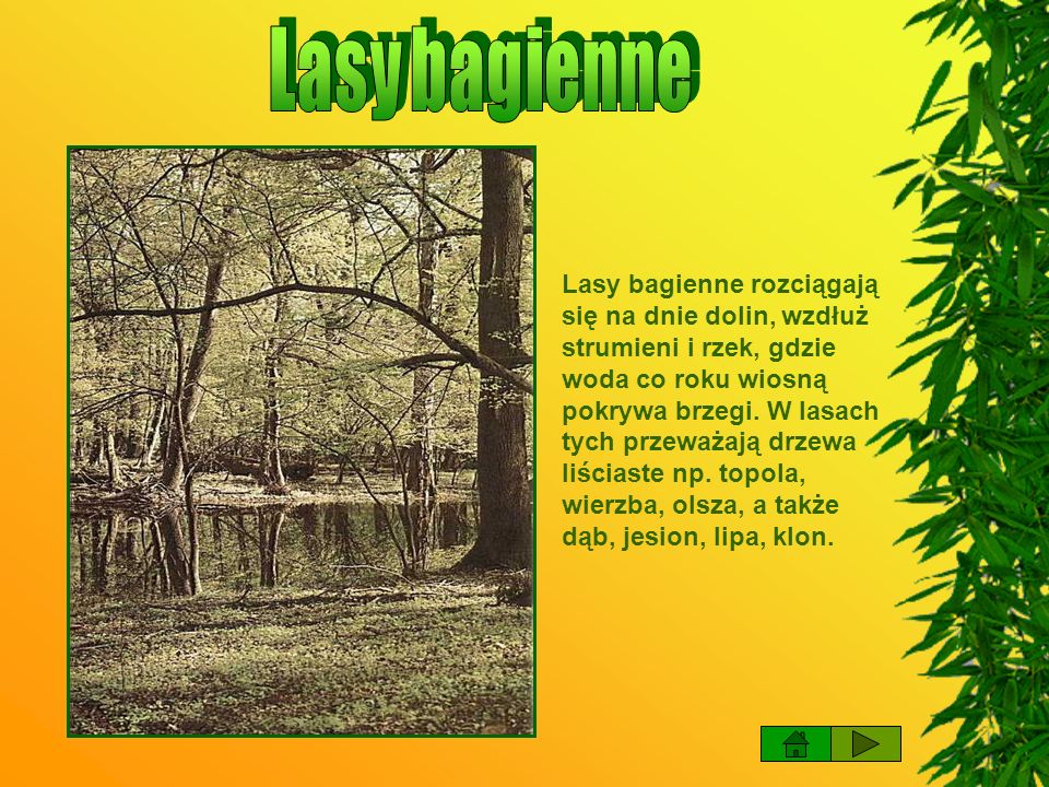 Lasy bagienne