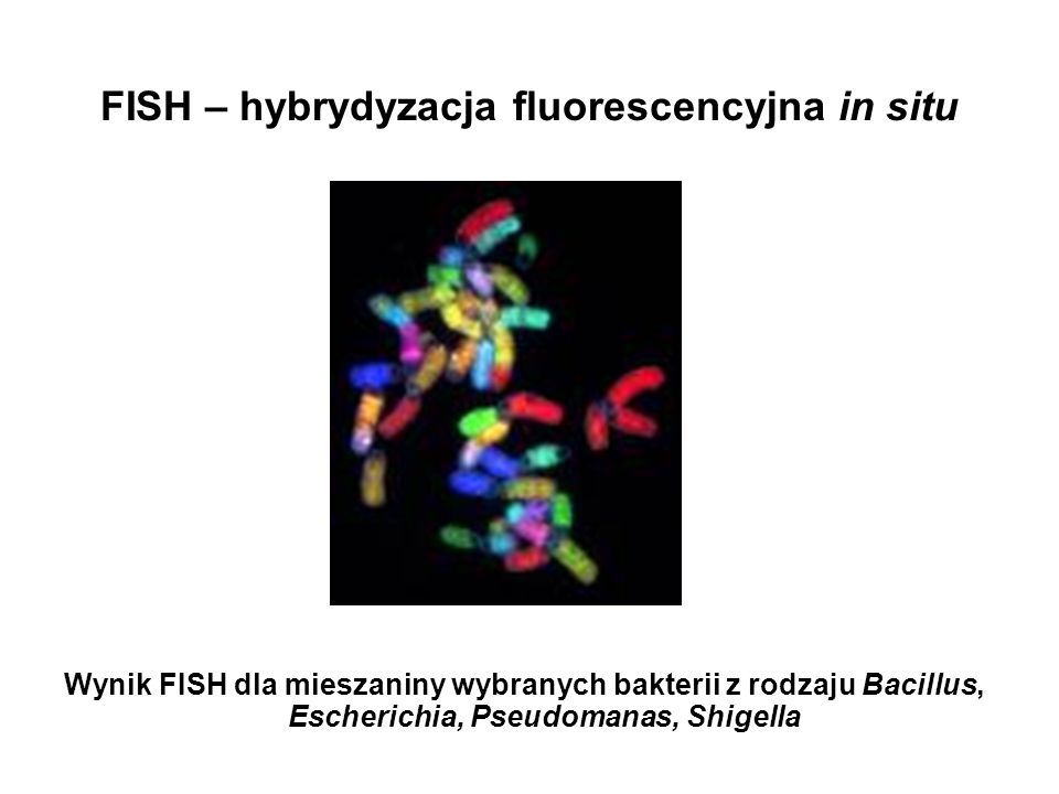 FISH – hybrydyzacja fluorescencyjna in situ
